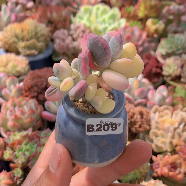 一物一拍含盆土满38包邮B209