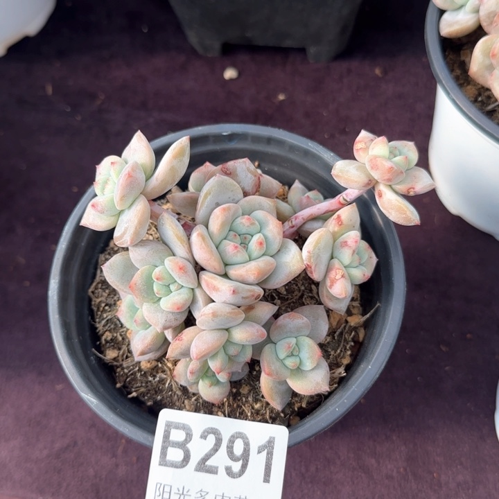 石榴籽一物一拍的