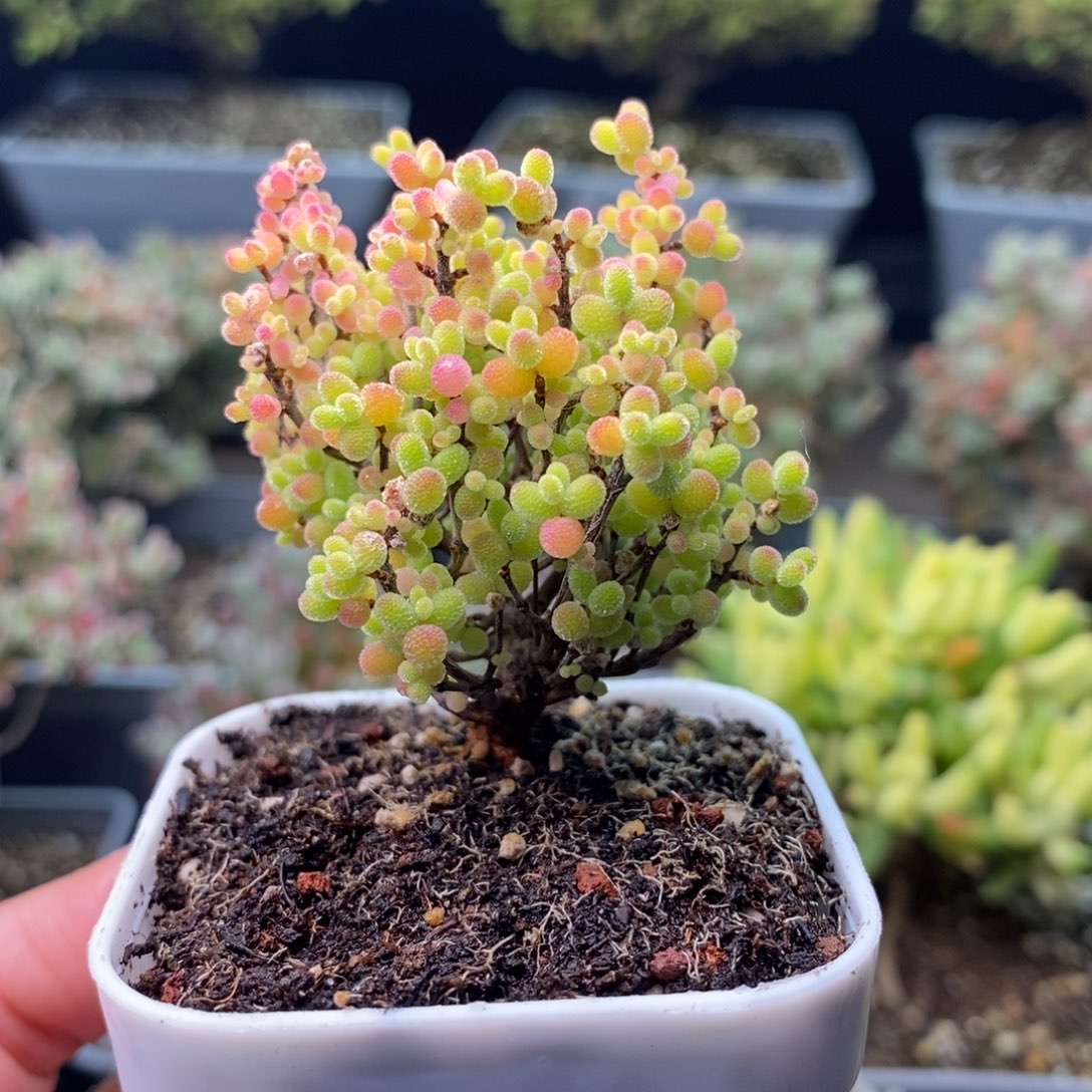 熊***人2118蜜橘糖球 。     