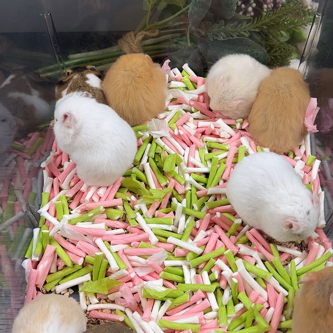 福**照短毛蜜色眼线弟弟