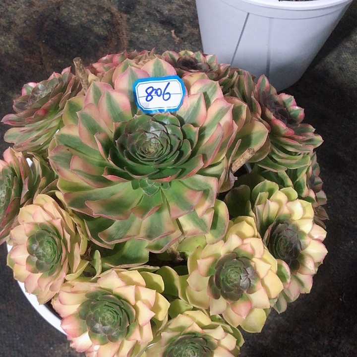 806雨荷多肉法师