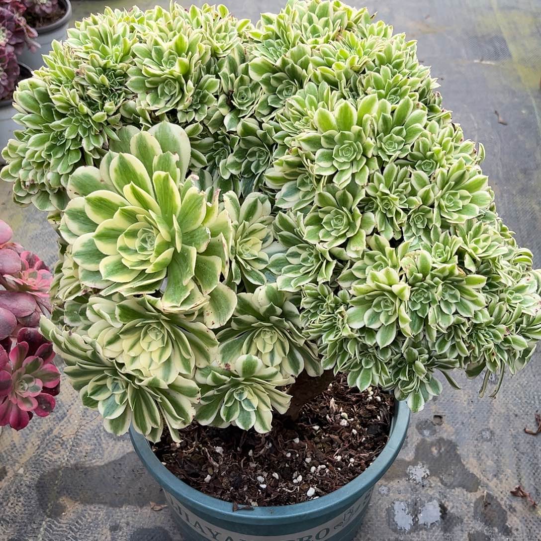 无花朵迈巴赫缀化法师多肉植物漂亮