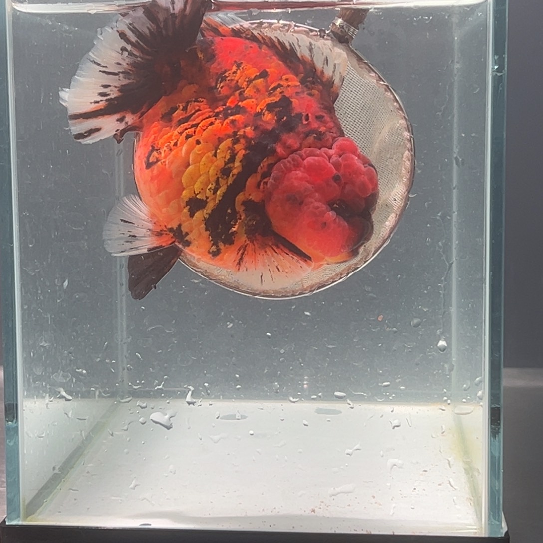 海水鱼282836554455665554556