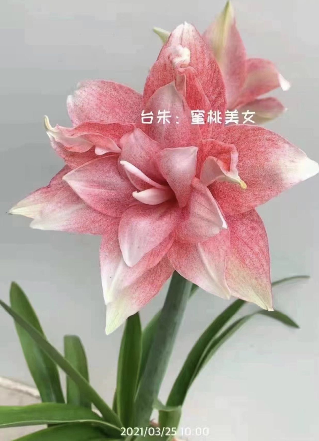 《蜜桃美女》台朱精品朱顶红，满喷点非常好看，花后切球小苗，带盆发