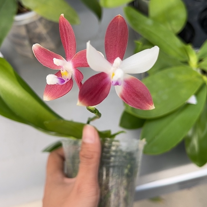 全部花苞2.5寸杯盾花c2开跳色