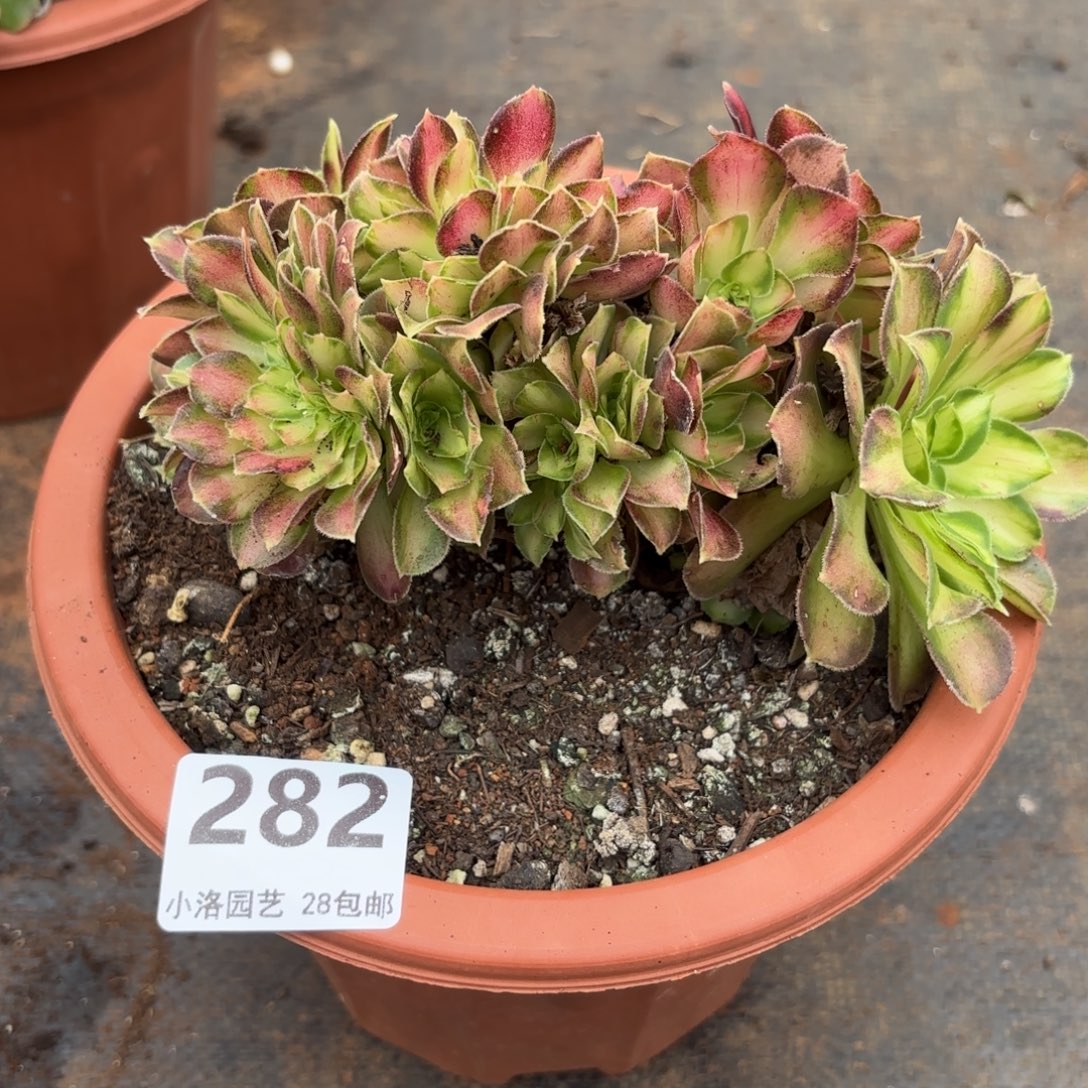 282哈韶华缀化多肉植物大战