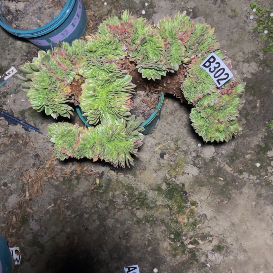 海王法师16/////10包邮