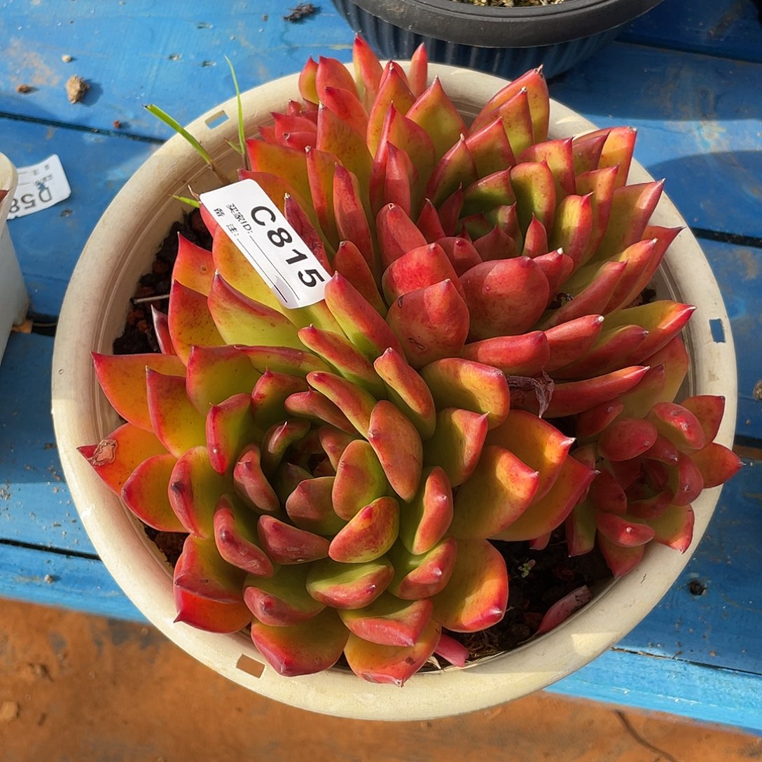 若如东云单拍C815