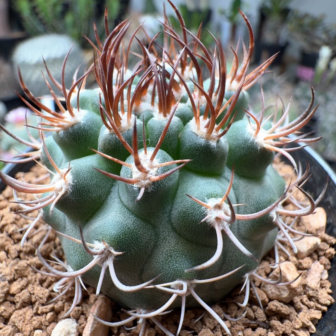 无花朵实生逆豹尺寸4.4