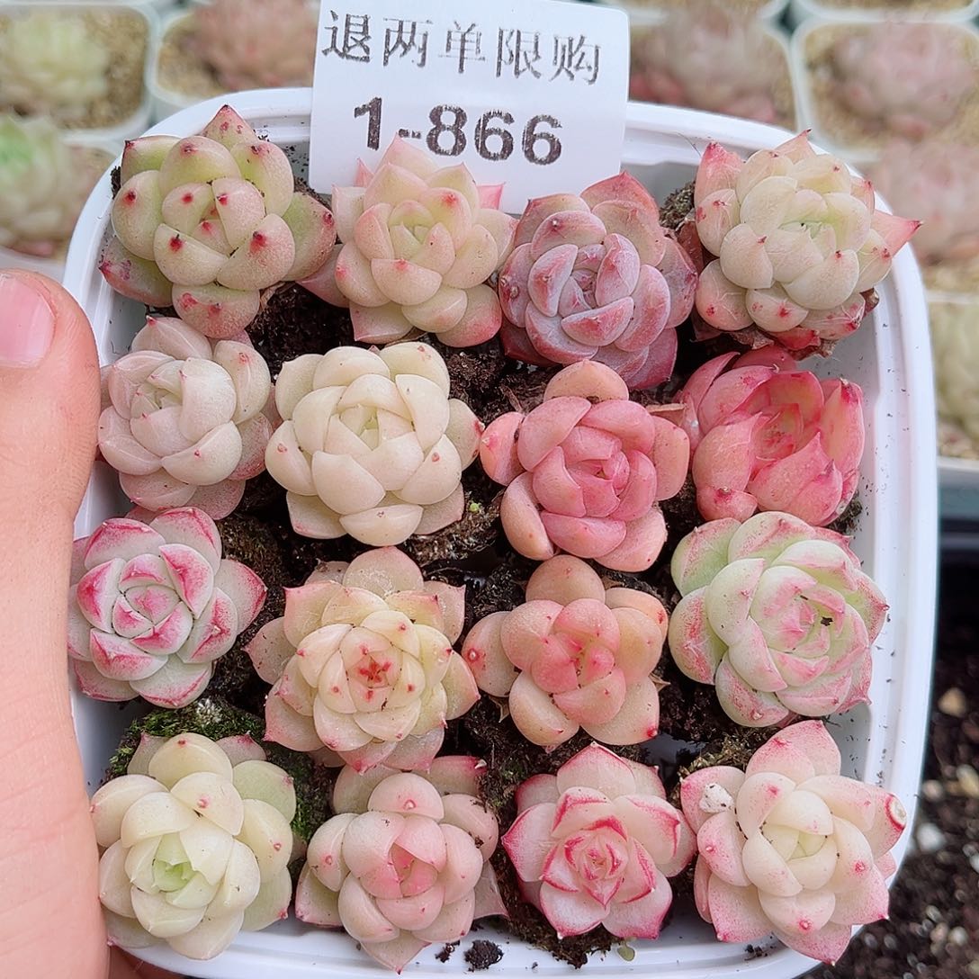 1-866 新疆西藏内蒙不发12.8包邮2-3公分多肉