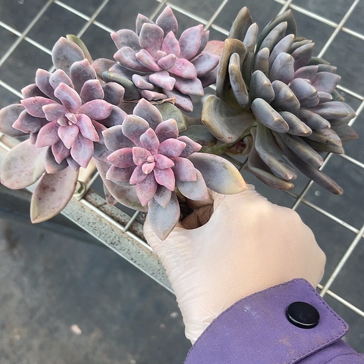 两单包邮，一物一拍丽莎花园