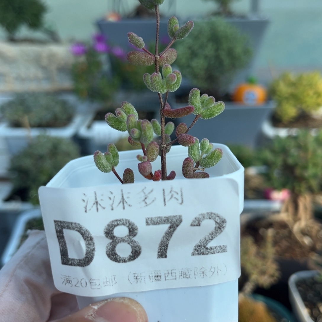872白虎斑锦枝干