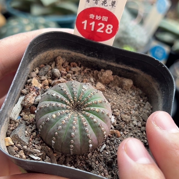 实生大型士童3.4cm