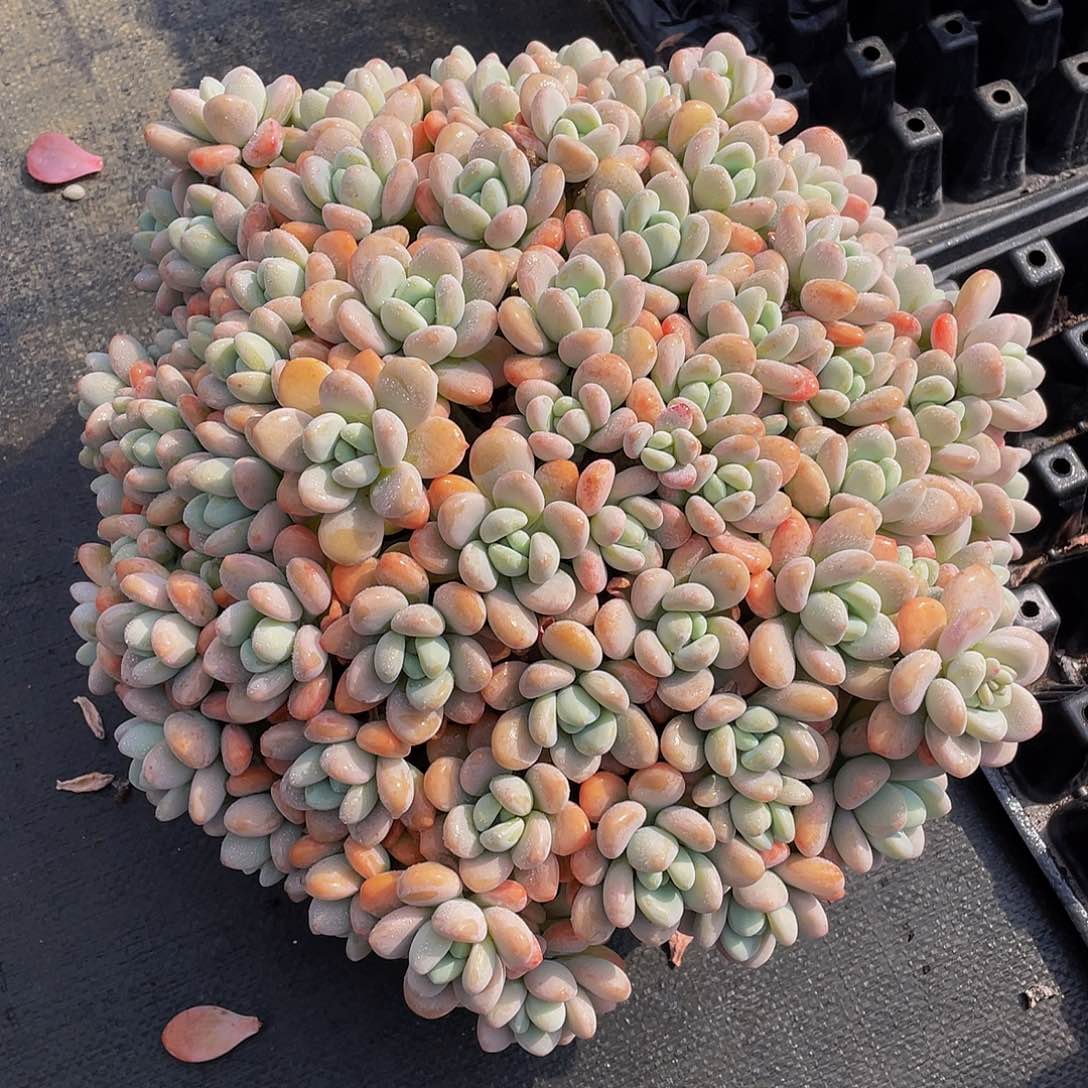 洛神多肉植物大群2068