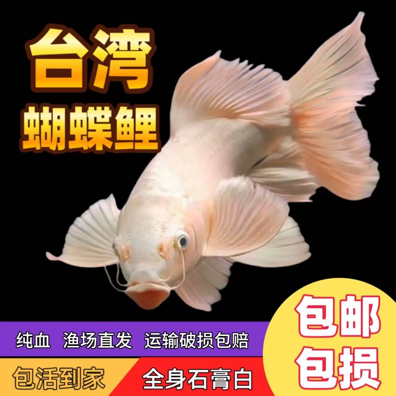 纯种白蝴蝶锦鲤观赏鱼大鳍大尾冷水好养耐活活体