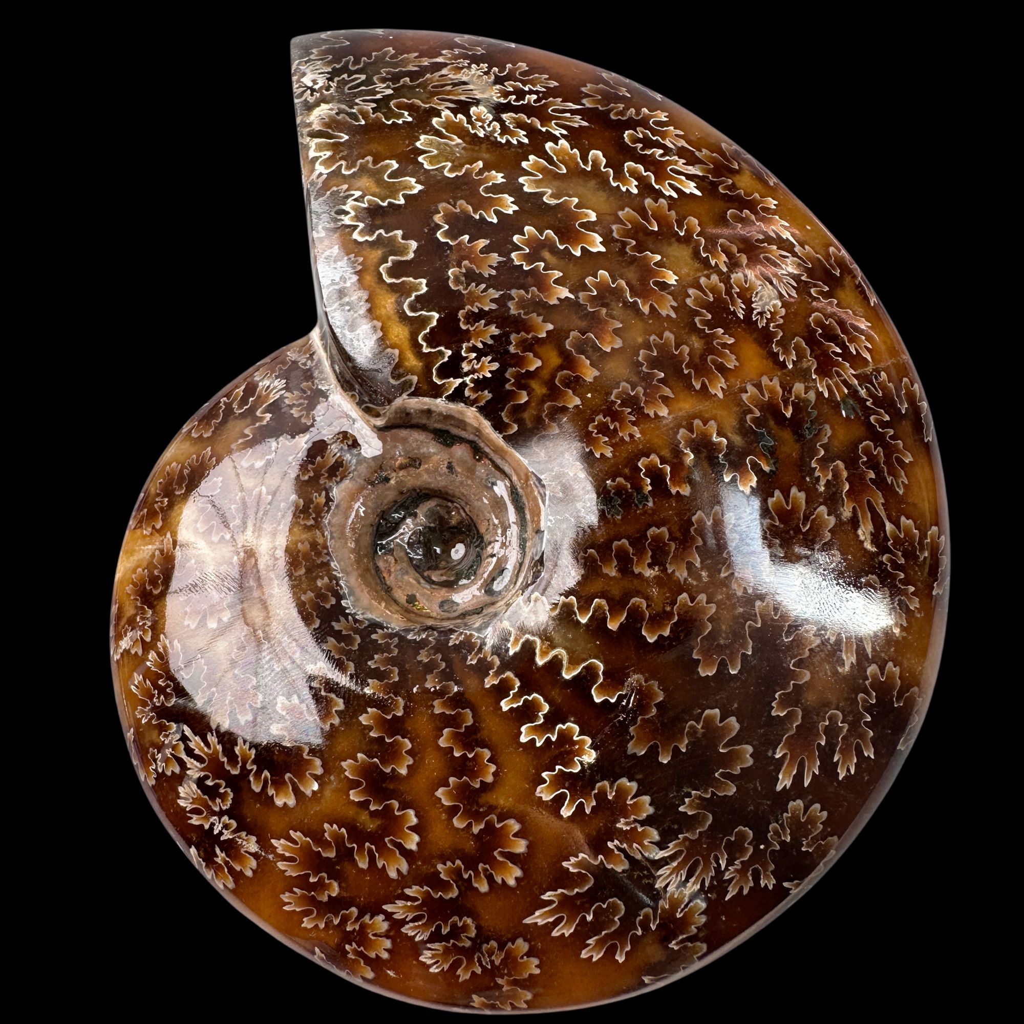 【叶菊石（摆件）】122.8mm 玉化 马达加斯加 古贝壳L4