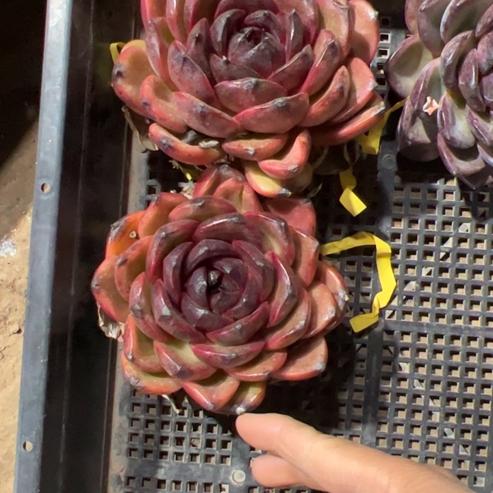 新疆包邮 牛魔王