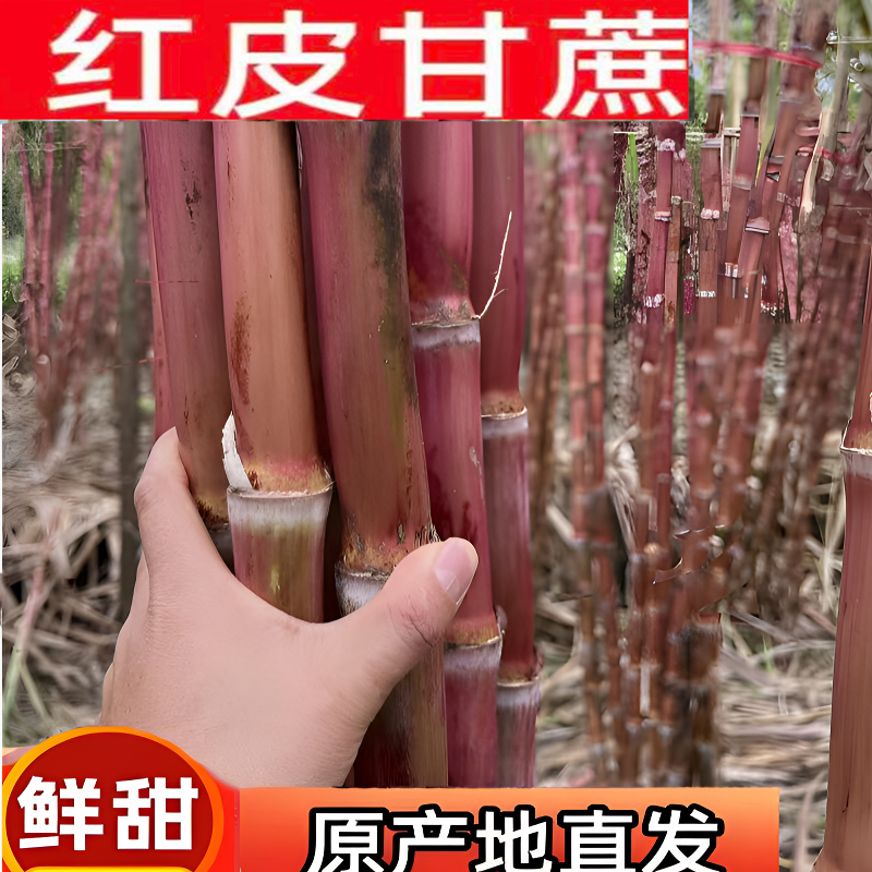 （偶有裂口）云南红皮脆皮甘蔗现砍现发脆甜多汁新鲜爽口应季水果