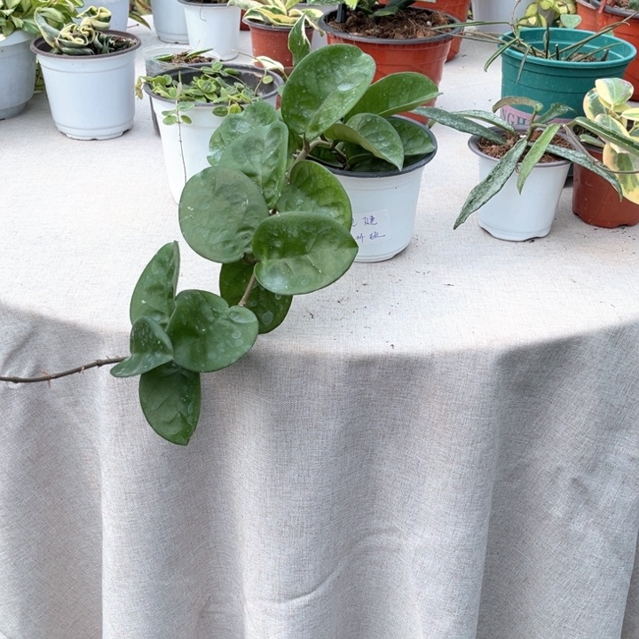 球兰直播间一物一拍