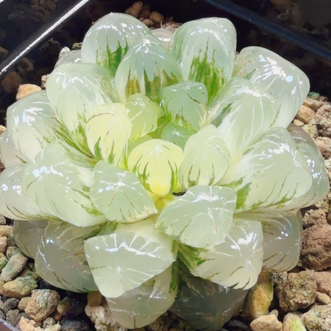 十二卷实生冰灯锦白锦