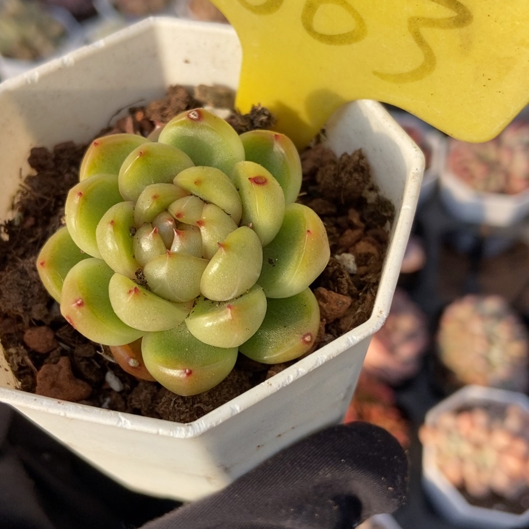 1863莱拉珍妮多肉植物