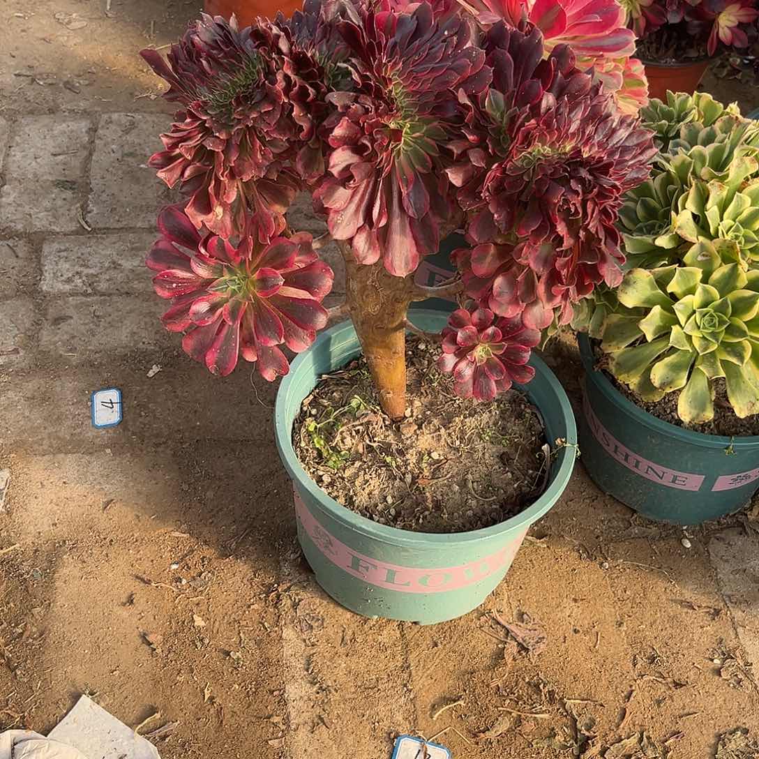 13美杜莎缀化法师多肉义务