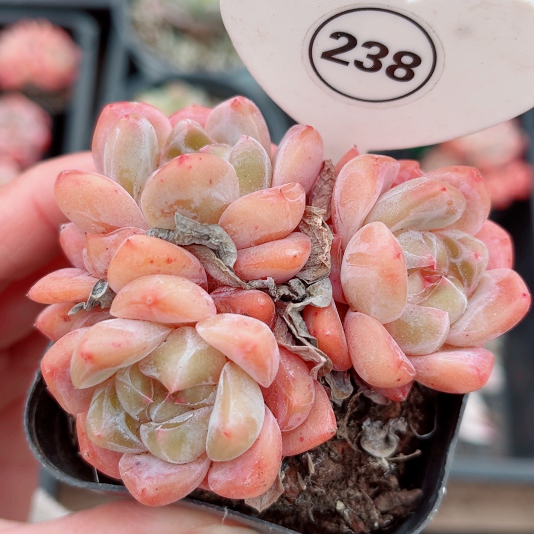 238号小老桩糖心群