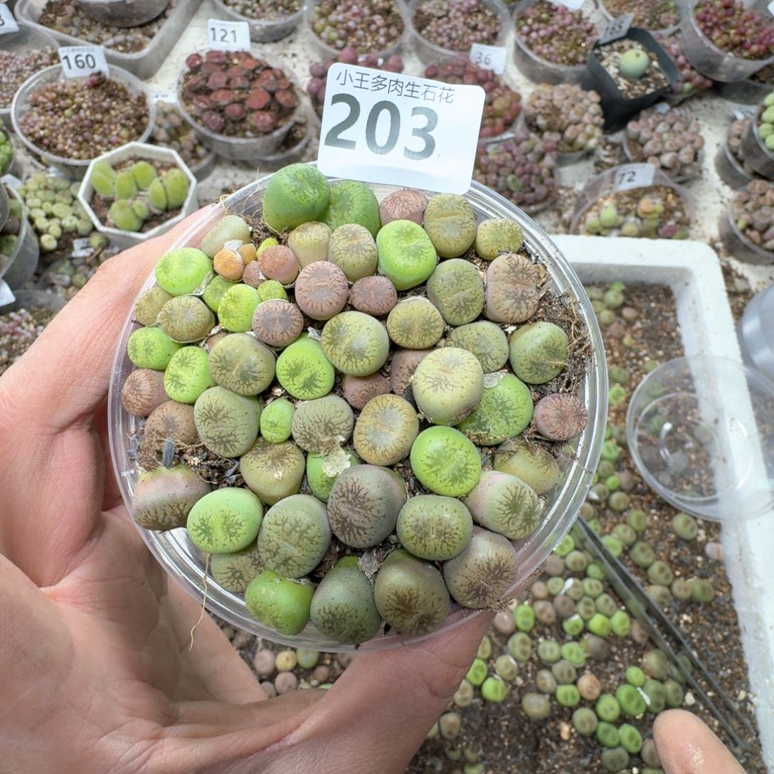 203。 彩流水一盒。 