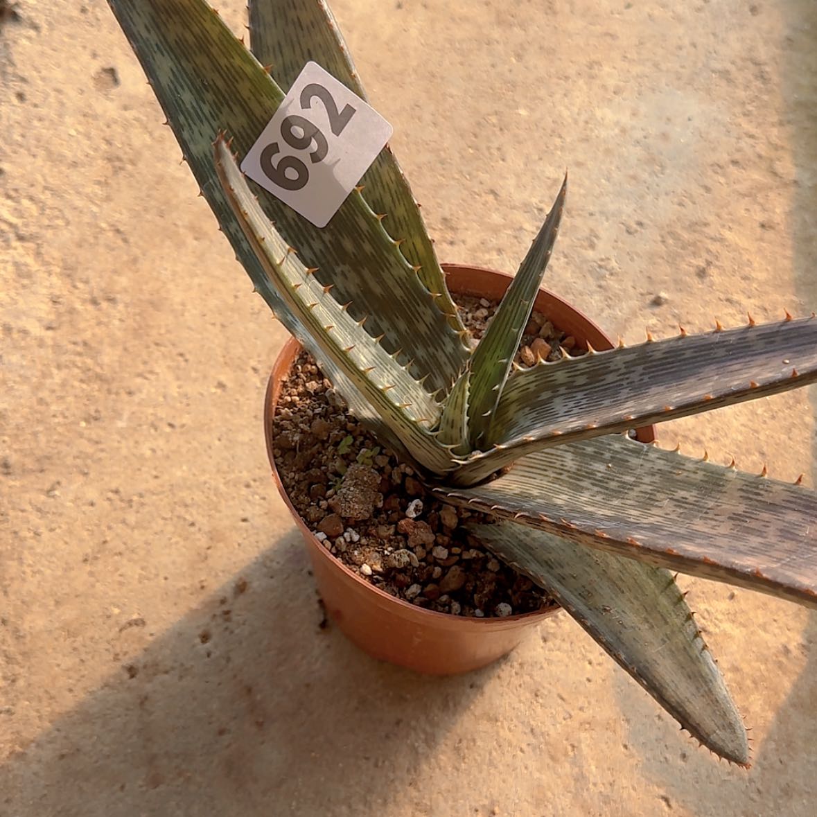 【闪购商品】水****眠块根植物