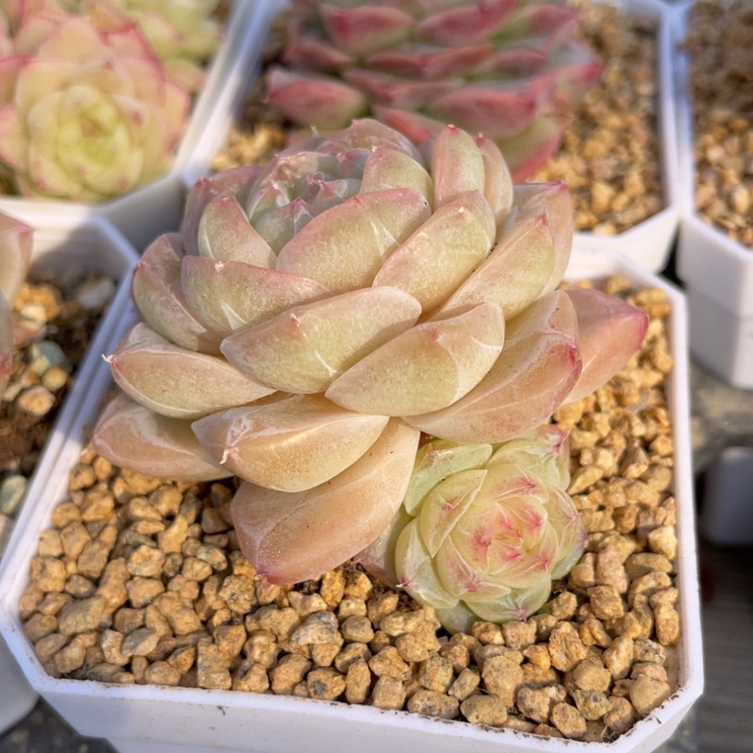 优选奶芙珍妮多肉2671