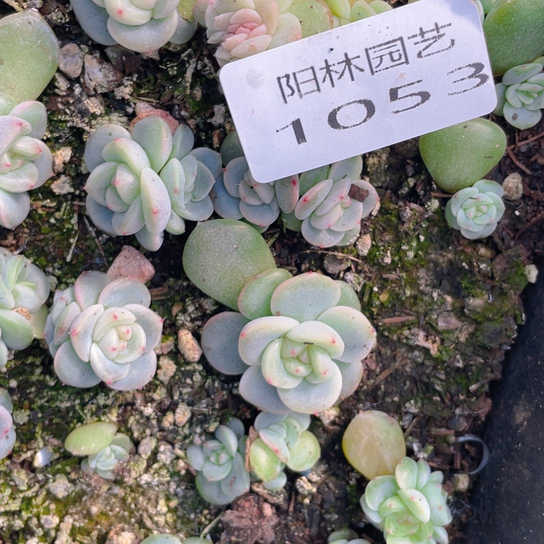 无***。多肉植物多肉植物1053