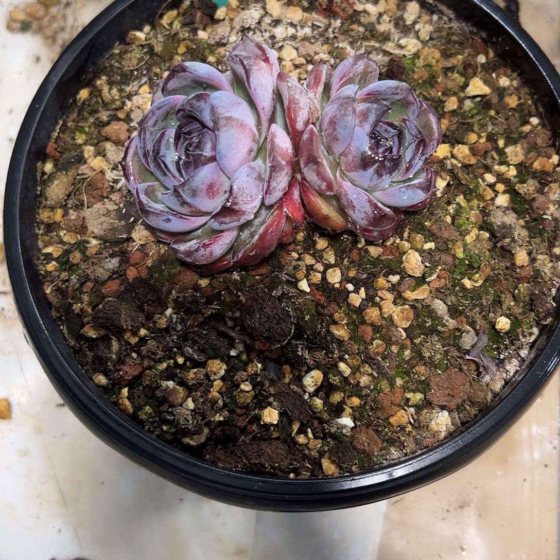 天***心黑橙2头群多肉植物