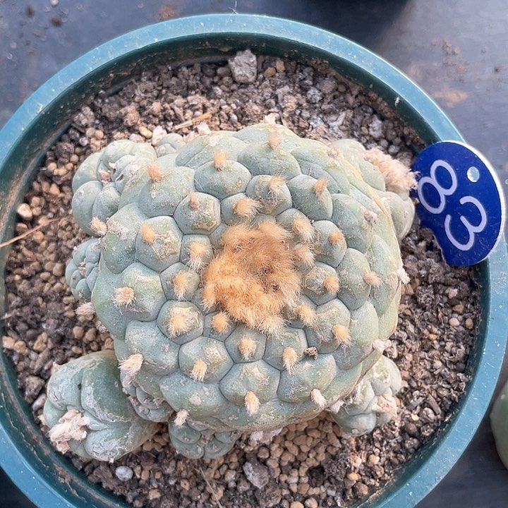 仙人球落地自根83