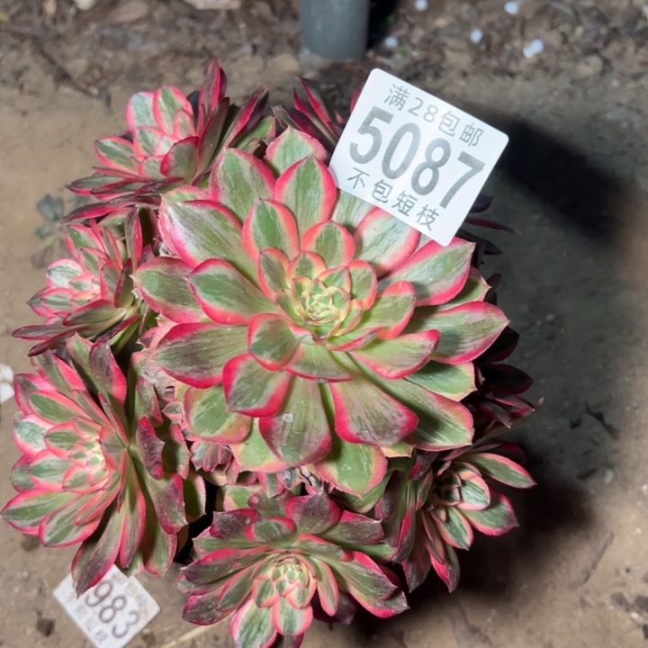 云河多肉植物法师5087
