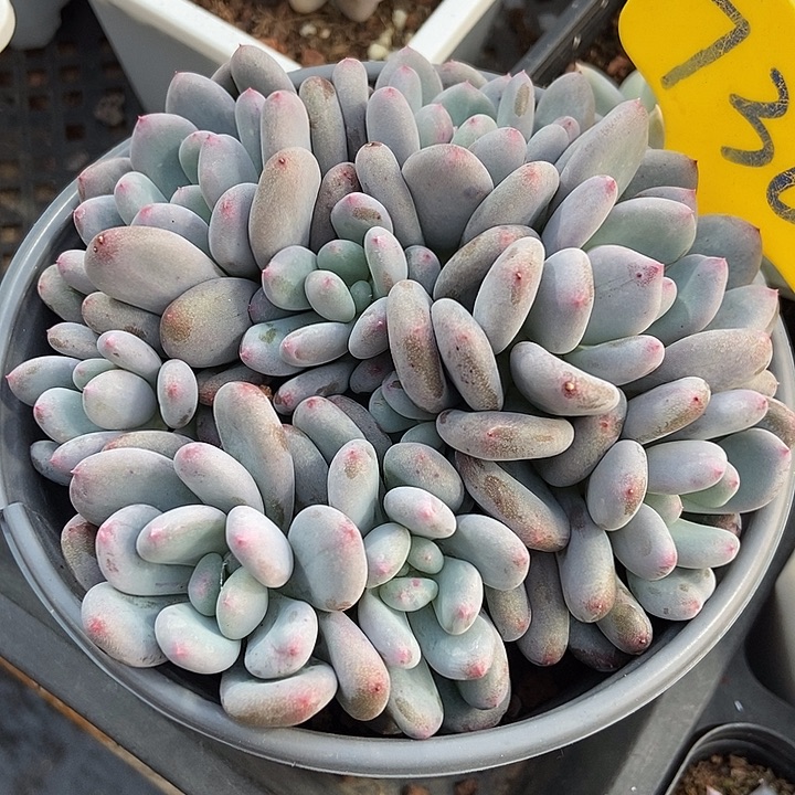 多肉植物雪宝宝群730多肉