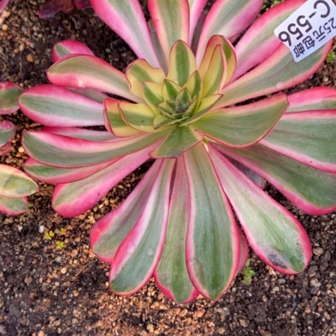 556暴君满25包邮多肉