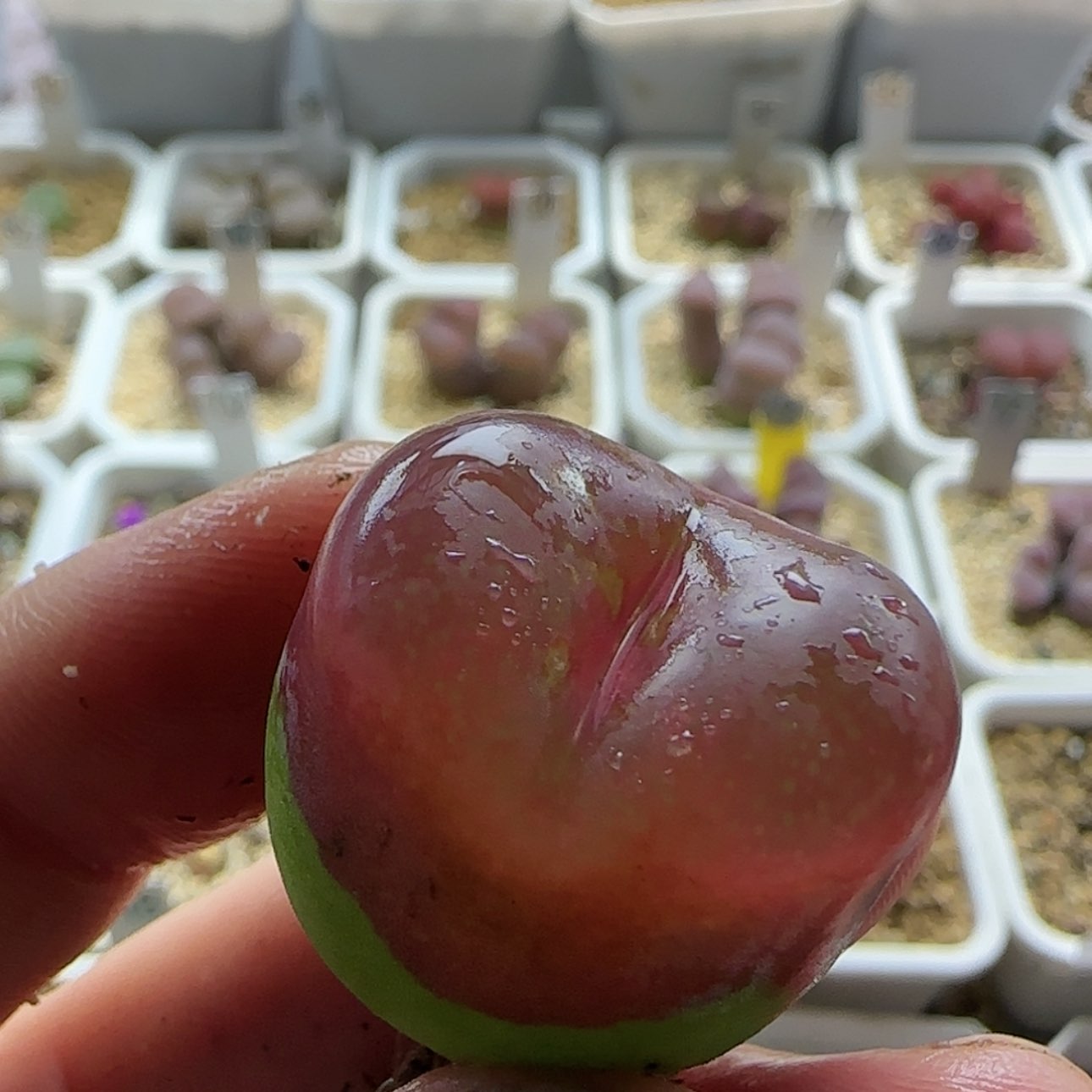 【闪购商品】17658大吕   