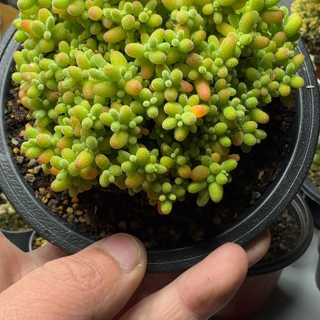 蜜桔 多肉植物枝干番杏