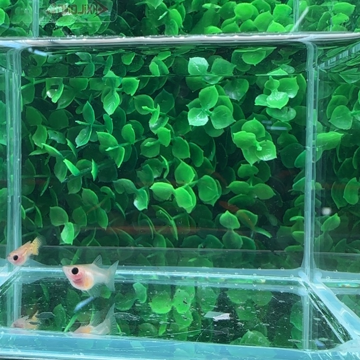 孔雀鱼13黄蕾丝玻璃猫一对