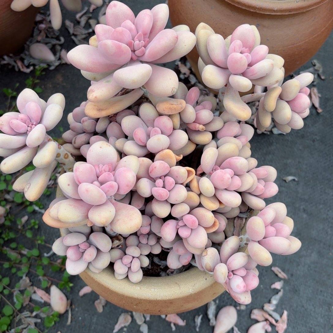 闹***闹桃蛋3-21。     