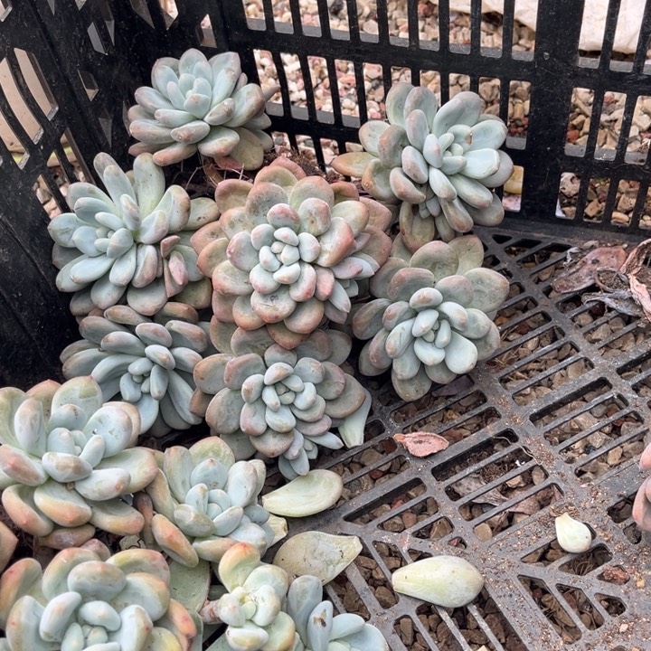 木质老桩香水受伤官服20