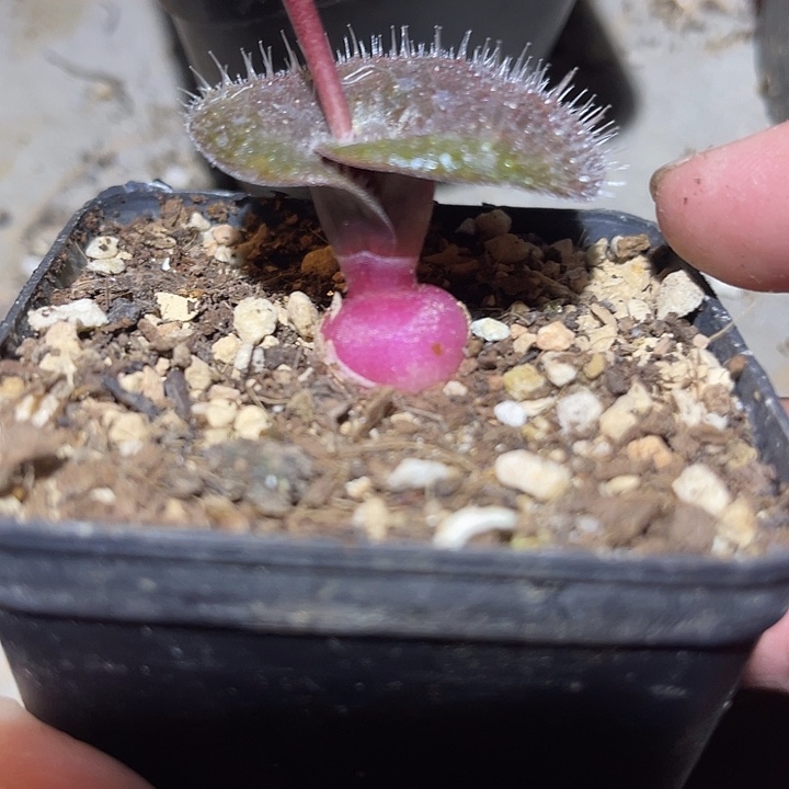 满38包邮2天凑单，脱土晾根发货多肉植物立金花