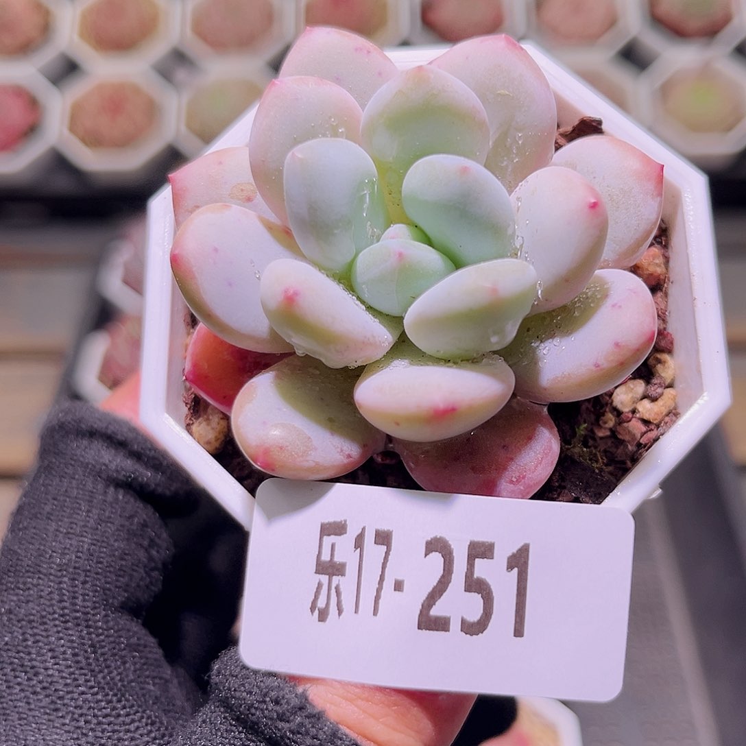 乐然17-251 粉兔单头 