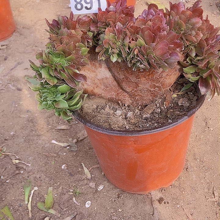 891玫瑰法师缀老板子法师