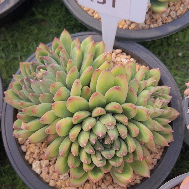 健健康康平平安安