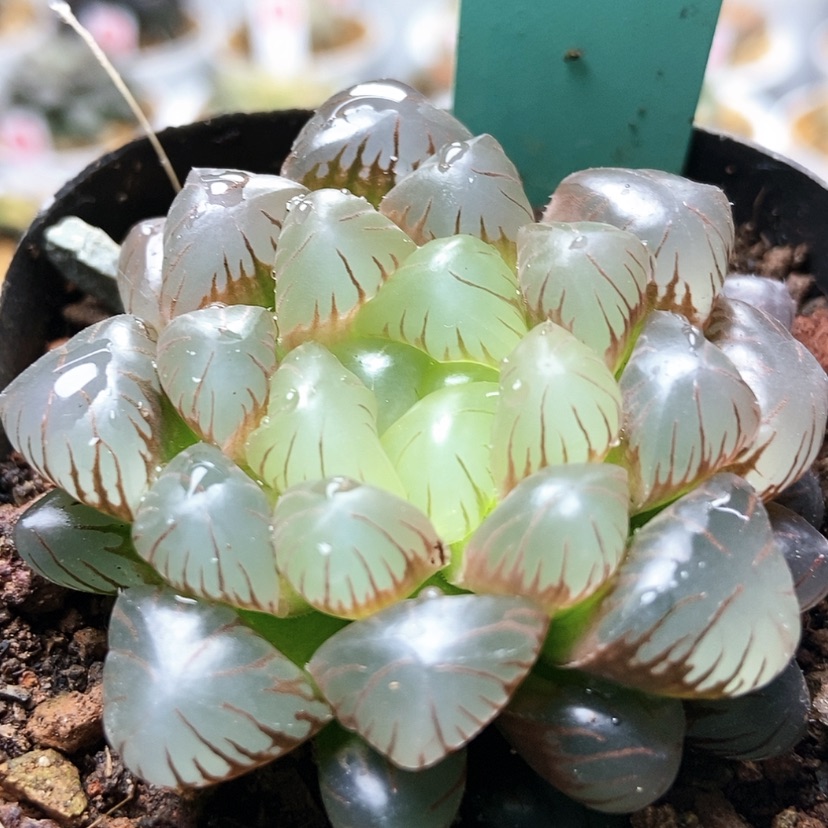 【闪购商品】红粉佳人69