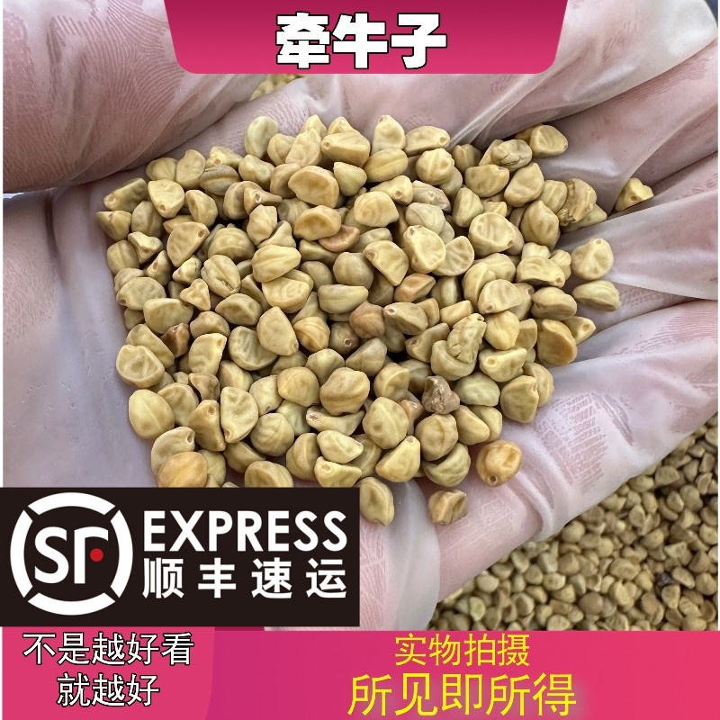 白牵牛子成都中药材批发别名：黑丑、白丑、二丑、喇叭花、草金