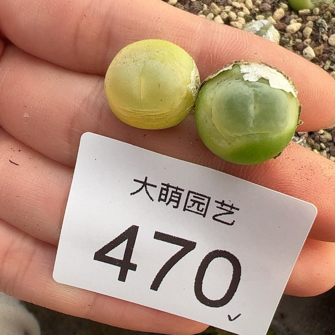 早***馍一物一拍2颗大拉登。    470