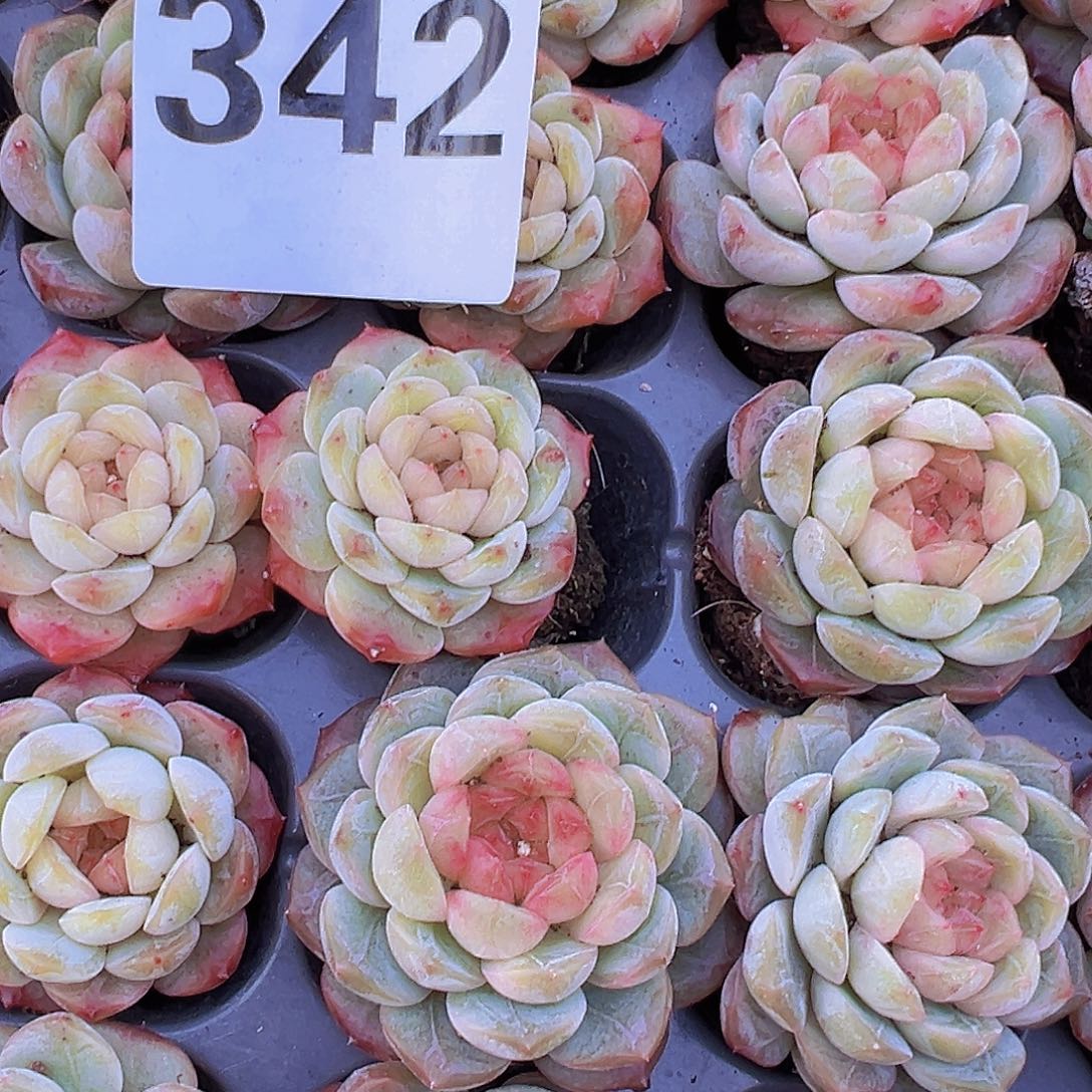 342精品珍妮苗3颗