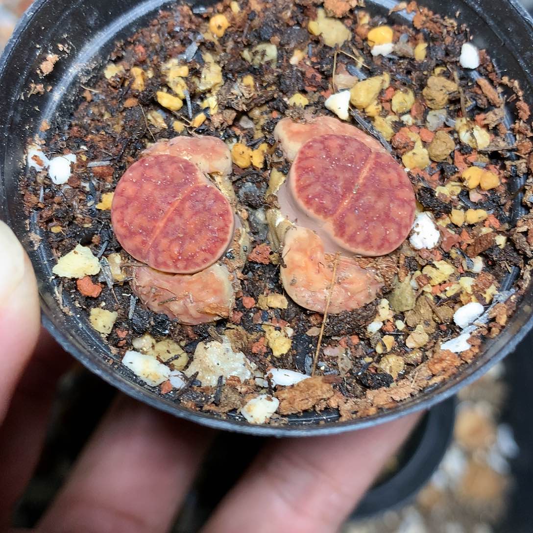 A34多肉植物保护